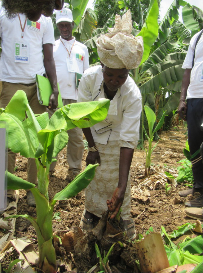 Plantation